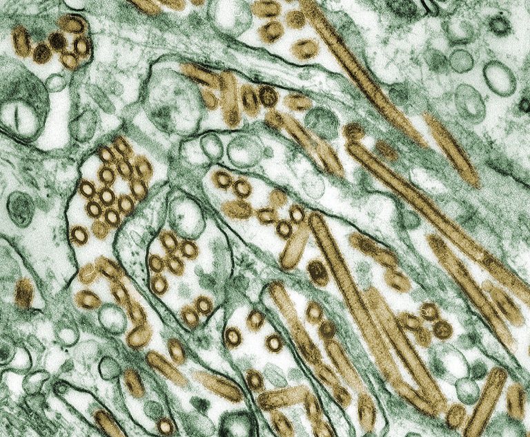 Expansión inesperada de la gripe aviar altamente patogénica en la Antártida