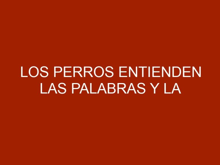 Los perros entienden las palabras y la entonación de las personas