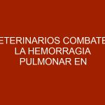 Veterinarios combaten la hemorragia pulmonar en los caballos del Hipódromo