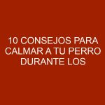 10 Consejos para calmar a tu perro durante los fuegos artificiales