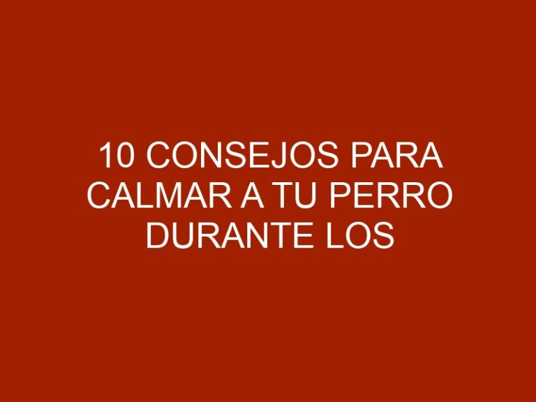 10 Consejos para calmar a tu perro durante los fuegos artificiales