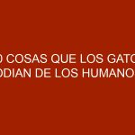 10 cosas que los gatos odian de los humanos