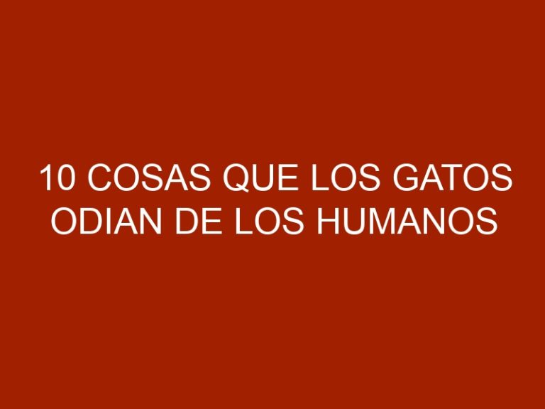 10 cosas que los gatos odian de los humanos