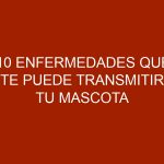 10 enfermedades que te puede transmitir tu mascota