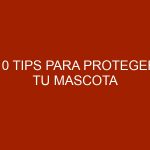 10 tips para proteger tu mascota