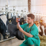 La educación sanitaria en la promoción, prevención y control de la salud animal.