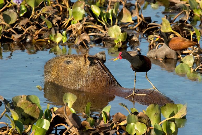Gana un planeta: Día Mundial de la Vida Silvestre 2025