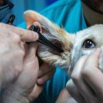 AVISA: El confort de un animal debe determinarlo un veterinario