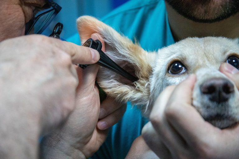AVISA: El confort de un animal debe determinarlo un veterinario