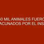 240 mil animales fueron vacunados por el INSAI