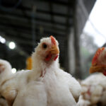 Colombia declara emergencia sanitaria nacional por brote de influenza aviar en aves de traspatio