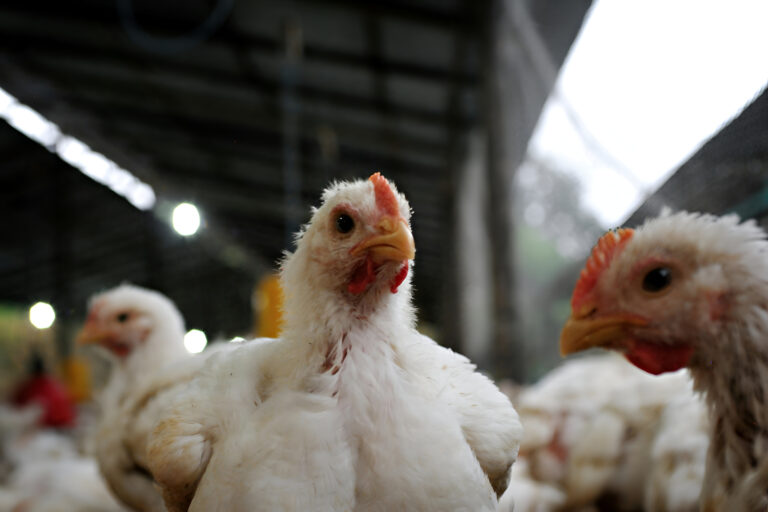 Colombia declara emergencia sanitaria nacional por brote de influenza aviar en aves de traspatio