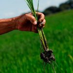 ASOPORTUGUESA: Sector agrícola venezolano quiere producir más a menor precio