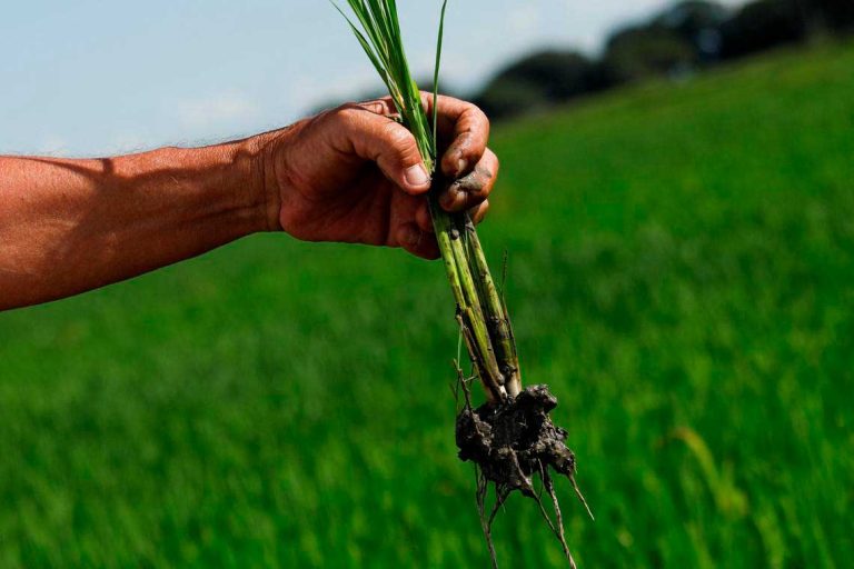 ASOPORTUGUESA: Sector agrícola venezolano quiere producir más a menor precio