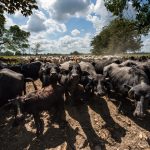 CONVECAR: Tenemos producción cárnica para abastecer 100% el mercado nacional