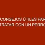 4 consejos útiles para tratar con un perro agresivo