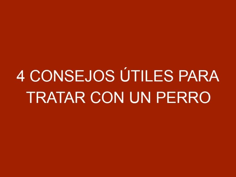 4 consejos útiles para tratar con un perro agresivo