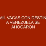 5mil vacas con destino a Venezuela se ahogaron tras hundimiento del barco