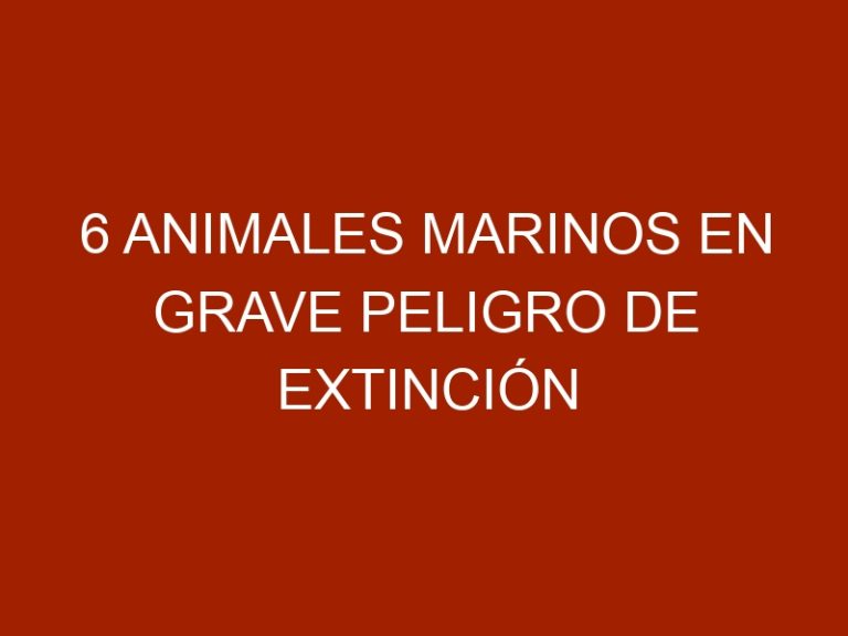 6 animales marinos en grave peligro de extinción