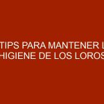 8 Tips para mantener la higiene de los loros