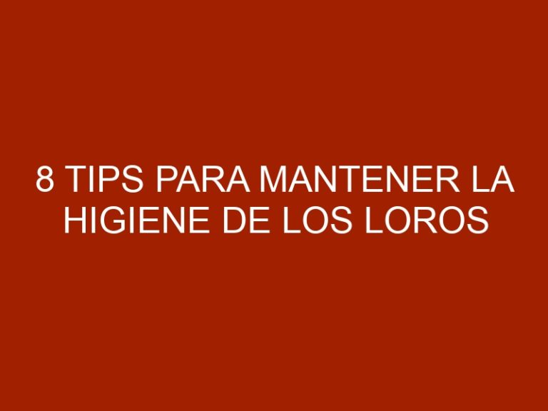 8 Tips para mantener la higiene de los loros