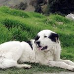 Expo Canina Aragua 2025: Primer Juzgamiento Nacional de la Raza Mucuchíes marca un hito en su preservación.