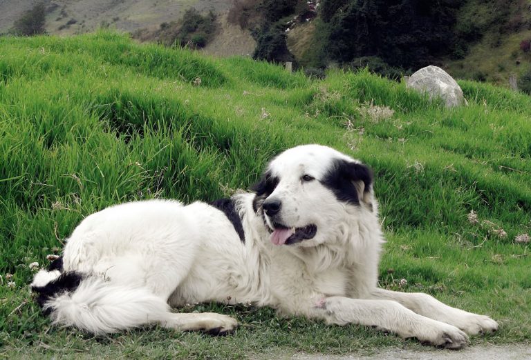 Expo Canina Aragua 2025: Primer Juzgamiento Nacional de la Raza Mucuchíes marca un hito en su preservación.