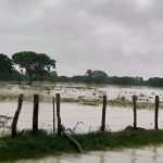 Inundaciones en Barinas: el desborde del río Santo Domingo devasta la producción agrícola y ganadera