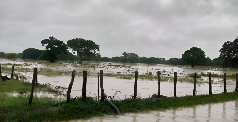 Inundaciones en Barinas: el desborde del río Santo Domingo devasta la producción agrícola y ganadera