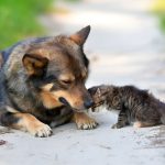 Día Mundial de los Animales: Especialistas destacan la conciencia y la protección como elementos clave