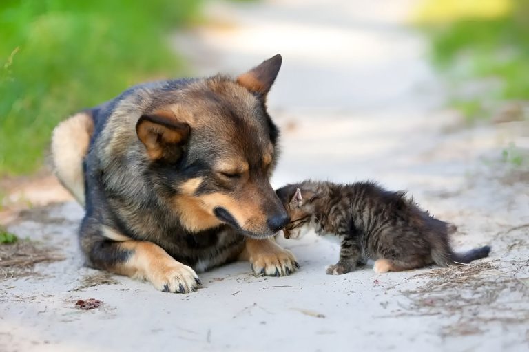 Día Mundial de los Animales: Especialistas destacan la conciencia y la protección como elementos clave