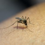 Virus Oropouche: Como evitar su contagio