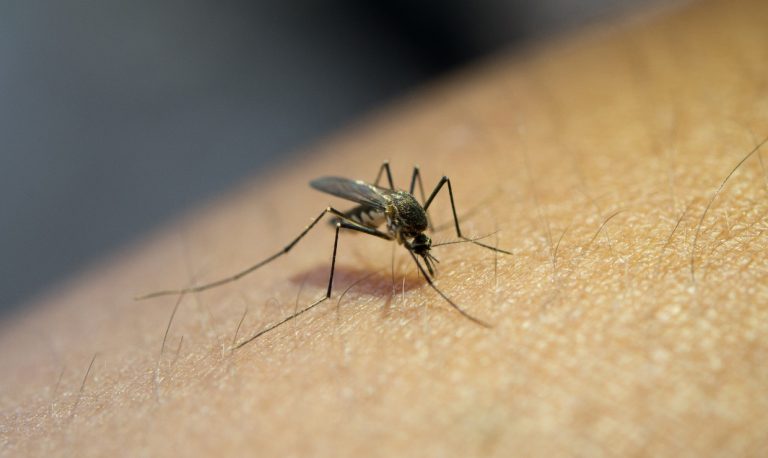 Virus Oropouche: Como evitar su contagio