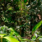 Identifican nuevo género de mariposas en la región amazónica de Venezuela