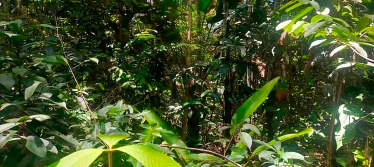 Identifican nuevo género de mariposas en la región amazónica de Venezuela