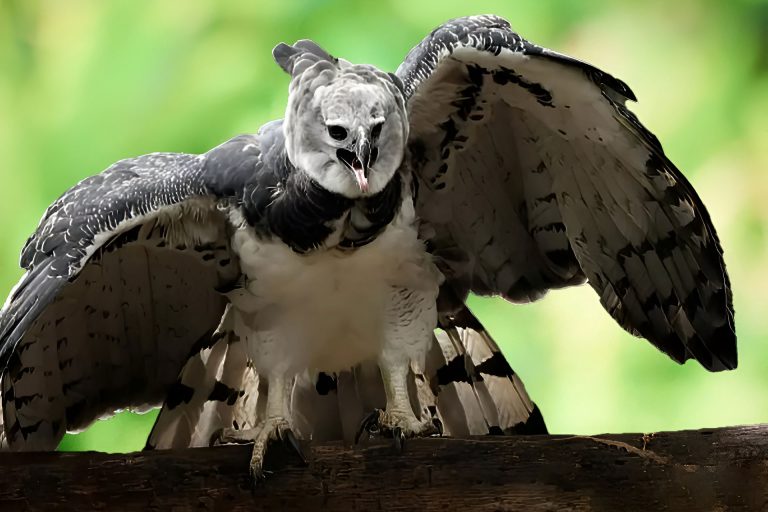 Fundación Esfera lidera conservación del Águila Arpía, indicador clave de la salud de los Ecosistemas Venezolanos