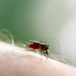 El Virus Oropouche en aumento en Sudamérica: podría saturar los sistemas de salud