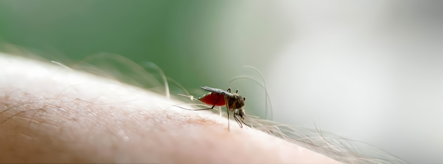 Virus Oropouche