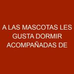 A las mascotas les gusta dormir acompañadas de sus dueños