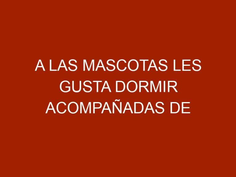 A las mascotas les gusta dormir acompañadas de sus dueños