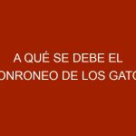 A qué se debe el ronroneo de los gatos