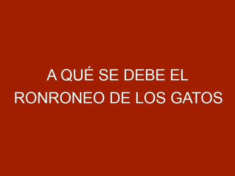A qué se debe el ronroneo de los gatos
