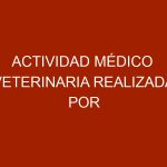 Actividad médico veterinaria realizada por Fundación ABAD