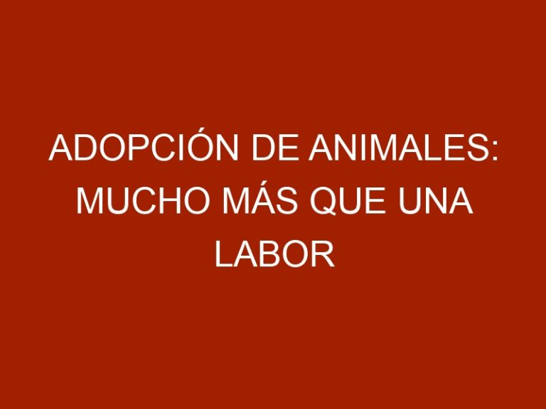 Adopción de animales: mucho más que una labor social