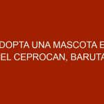 Adopta una mascota en el Ceprocan, Baruta
