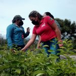 COMUNICADO: Instituto Nacional de Salud Agrícola Integral. Instrucción de Procesos ante el Registro Único de Salud Agrícola Integral, RUNSAI