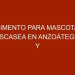 Alimento para mascotas escasea en Anzoátegui y Nueva Esparta