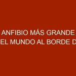 Anfibio más grande del mundo al borde de extinguirse por ser un manjar