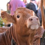 Industria de Salud Animal en Venezuela: Breve Descripción del Sector en el Mercado Venezolano