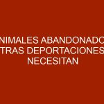 Animales abandonados tras deportaciones necesitan ayuda (+FOTOS)